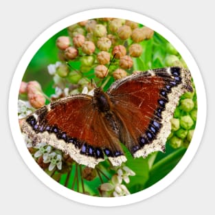 Mourning Cloak Butterfly Photograph Sticker